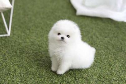 MINI-POMERANIAN ZWERGSPITZ BOO WELPEN ZU