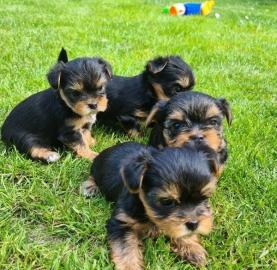 Entz?ckende Teacup Yorkie Welpen zu verk