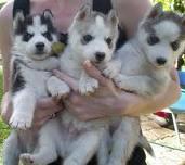 Siberian Husky Welpen mit VDH / DCNH / F