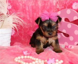 Yorkshire Terrier Welpen