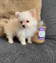 Mini Pomeranian-WHATSAPP. :+4368120926