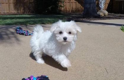 Mini Zwergspitz Pomeranian