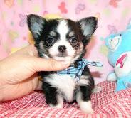 Mini Chihuahua Welpen fur 165 EUR