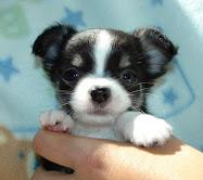 Mini Chihuahua Welpen fur 165 EUR