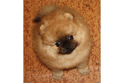 Zwergspitz /Pomeranian Welpen