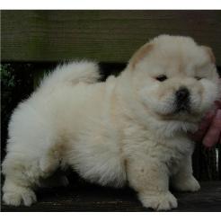 Chow Chow Welpen zur Verf?gung