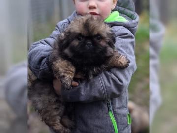 KNUFFIGE PEKINESE WELPEN ZU VERKAUFEN