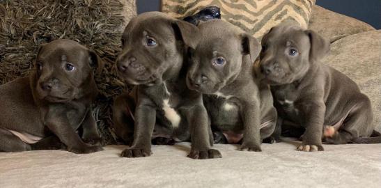 Blauwe Staffordshire-pups