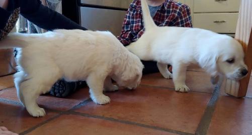 Loving Available Golden Retriever W