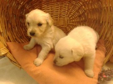 Golden Retriever Welpen suchen liebevoll