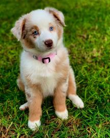 wundervolle Australian Shepherd