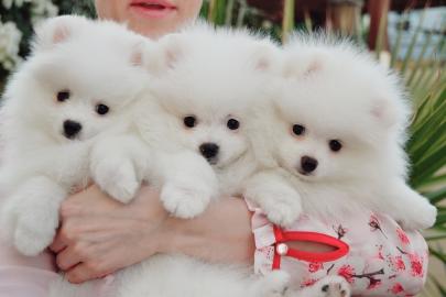 Pomeranian Zwergspitz,. ,