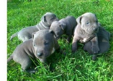 American Pit Bull Terrier Welpen Bluelin