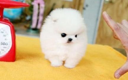 MINI POMERANIAN ZWERGSPITZ BOO WELPEN