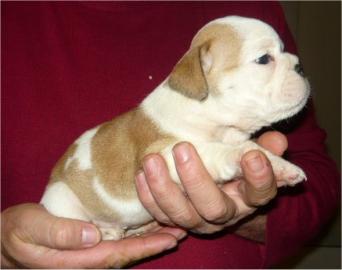 Englische Bulldogge Babys