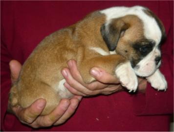 Englische Bulldogge Babys