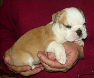 Englische Bulldogge Babys