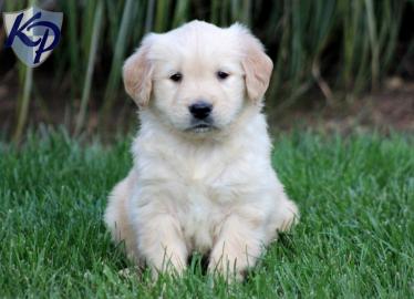 Weihnachten Golden Retriever Welpen mit