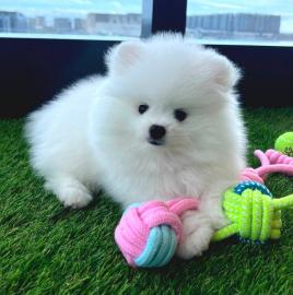 se Charmant Pomeranian Spitz Welpe wha