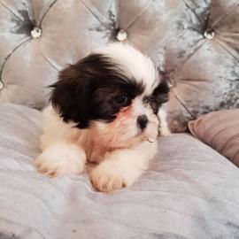 Reinrassige Shi Tzu Welpen