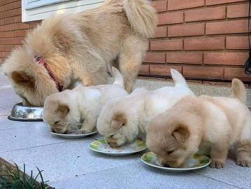 Chow Chow Welpen 4 Jungs und 3 Mdchen m