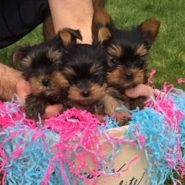 Reinrassige Yorkshire Terrier Welpe