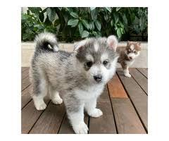 Mini pomsky wlpen