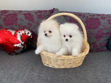 Zwergspitz / Pomeranian welpen aus FCI /