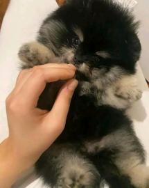 MINI Pomeranian Spitzwelpe