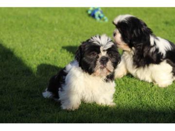 Shih Tzu Welpen whatsapp Nummer +4365048