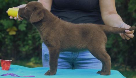 Labrador Retriever Puppies!