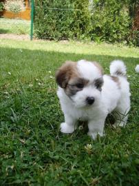 Coton de Tulear Welpen