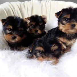 Yorkshire Terrier  Abgabebereit