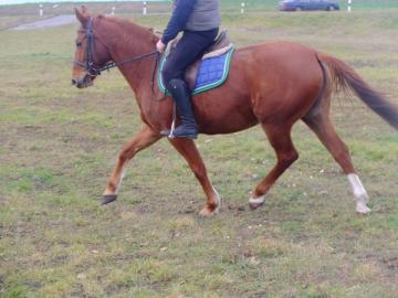 Polnische Warmblutstute Luna! 850 EUR