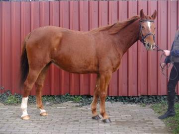 Polnische Warmblutstute Luna! 850 EUR