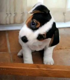 s Jack-Russell-Terrier mit Papieren wh