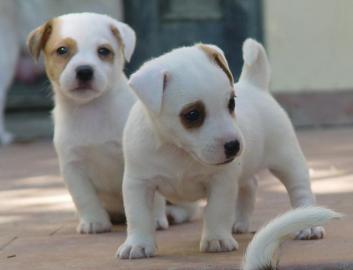 Reinrassige Jack Russell Welpen Terrier