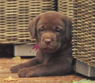 Liebevolle Erh?ltlich Labrador Retrieve