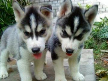 Reinrassige Siberian Husky Welpen warten