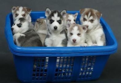 Reinrassige Siberian Husky Welpen warten