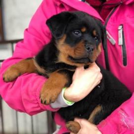 Rottweiler-Welpen verfgbar