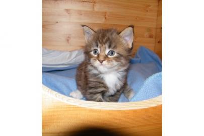 Super ssse Maine Coon Kitten