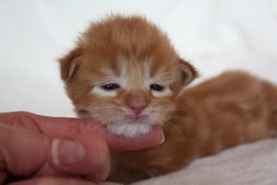 Super ssse Maine Coon Kitten