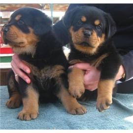 Perfekte Tolle Rottweiler Welpen Kennenl