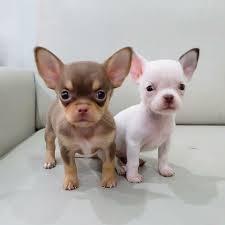 MINI chihuahua-WHATSAPP:+4368120926227