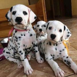 Dalmatinische(Dalmatian) Welpen