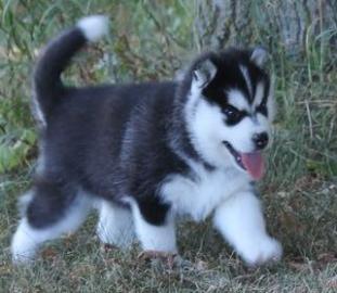 Siberian Husky zu verkaufen