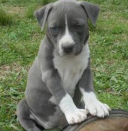 AMERICAN BLUELINE PITBULL WELPEN/amstaff