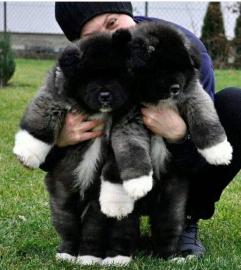 Erhltlich Akita Inu welpen 4 Jungs und