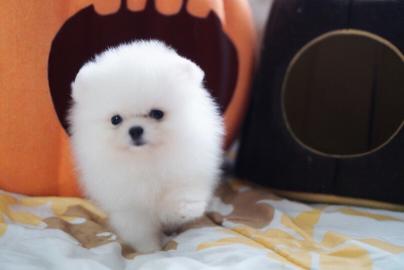 Mini Zwergspitz Pomeranian